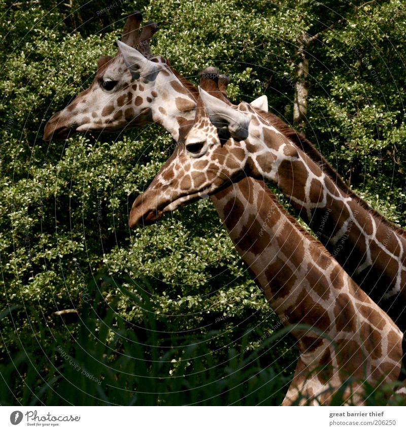 The rest of the whole Summer Forest Animal Animal face Zoo 2 Pair of animals Observe Stand Curiosity Brown Green Calm Giraffe Neck Colour photo Multicoloured