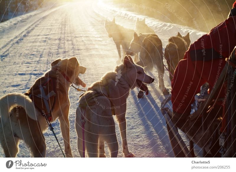Adventure with sleddogs Hunting Sled dog Sled dog race Freedom Expedition Winter Snow Winter sports Sleigh Nature Sunlight Fog Ice Frost Norway Dog sledge Herd