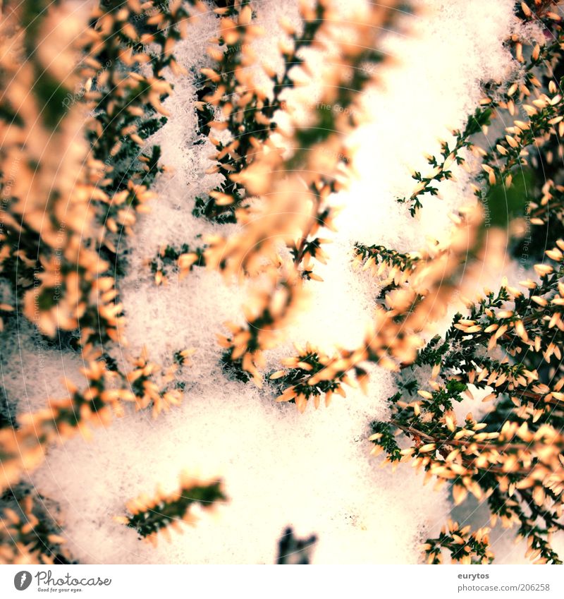 Heather in winter Environment Nature Plant Winter Climate Climate change Weather Snow Green White Heather family Frost Verdant Frozen Cold Colour photo