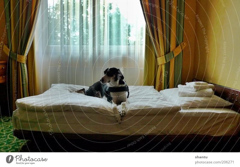 Dog in bed Pet 1 Animal Esthetic Senses Style Colour photo Multicoloured Interior shot Deserted Copy Space top Morning Shadow Central perspective