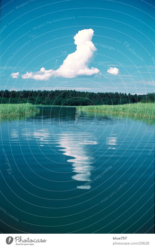 Quiet cloud Clouds Common Reed Forest Reflection Green White Calm Water Blue