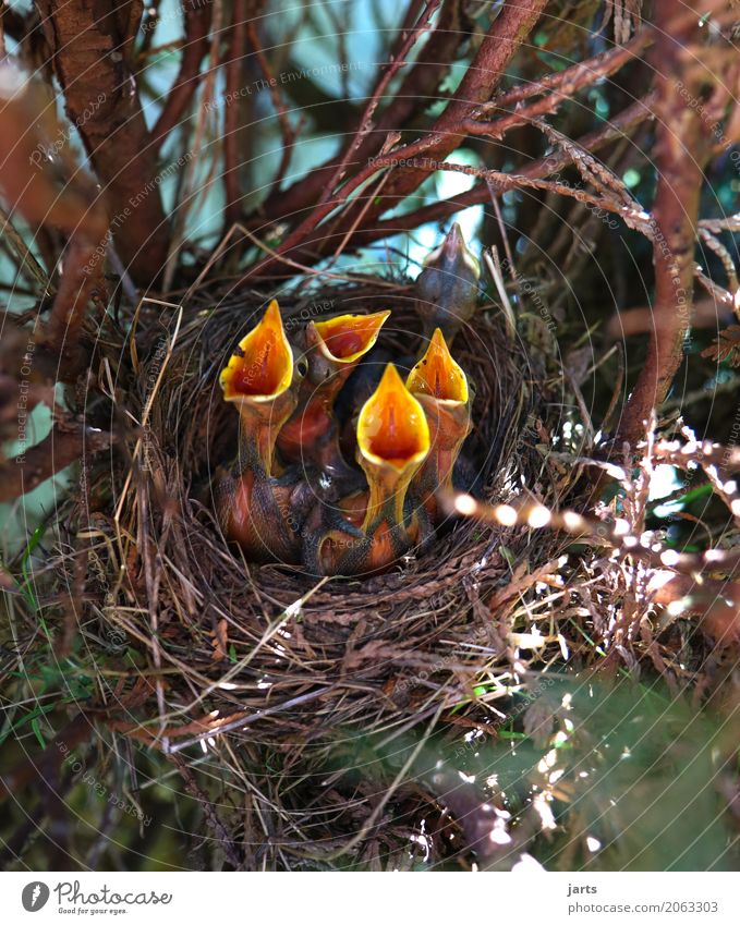 4 + 1 Spring Tree Animal Wild animal Group of animals Baby animal Scream Natural Appetite Thirst Nature Nest Chick Colour photo Exterior shot Close-up Deserted
