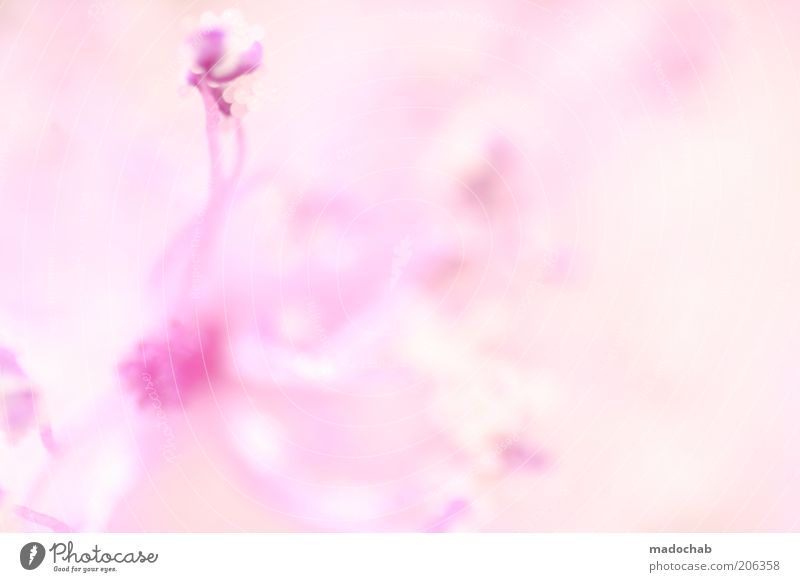 tantalizing Style Harmonious Calm Fragrance Plant Blossom Esthetic Exotic Mysterious Pink Soft Delicate Beautiful Colour photo Multicoloured Exterior shot