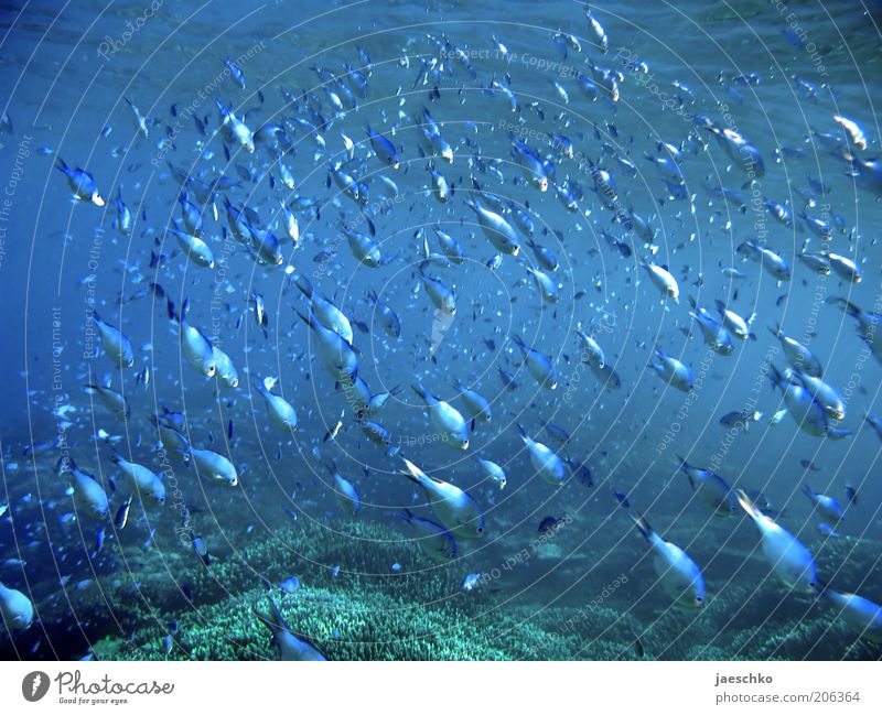swarms Environment Animal Coral reef Ocean Fish Flock Movement Blue Safety Protection Agreed Esthetic Elegant Freedom Team Attachment Great Barrier Reef Dive