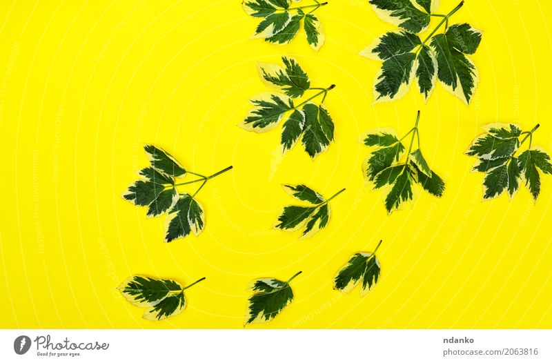 yellow background with green leaves Easter Oktoberfest Nature Plant Leaf Bright Yellow Green Beautiful many Colour photo Abstract Deserted