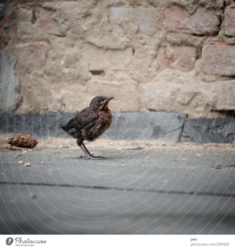 when the children become fledged Animal Wild animal Bird Blackbird Baby animal Stone Colour photo Subdued colour Exterior shot Deserted Copy Space bottom Day
