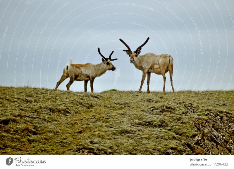 Iceland Environment Nature Animal Grass Hill Wild animal Reindeer 2 Pair of animals Observe Looking Stand Natural Colour photo Exterior shot Deserted