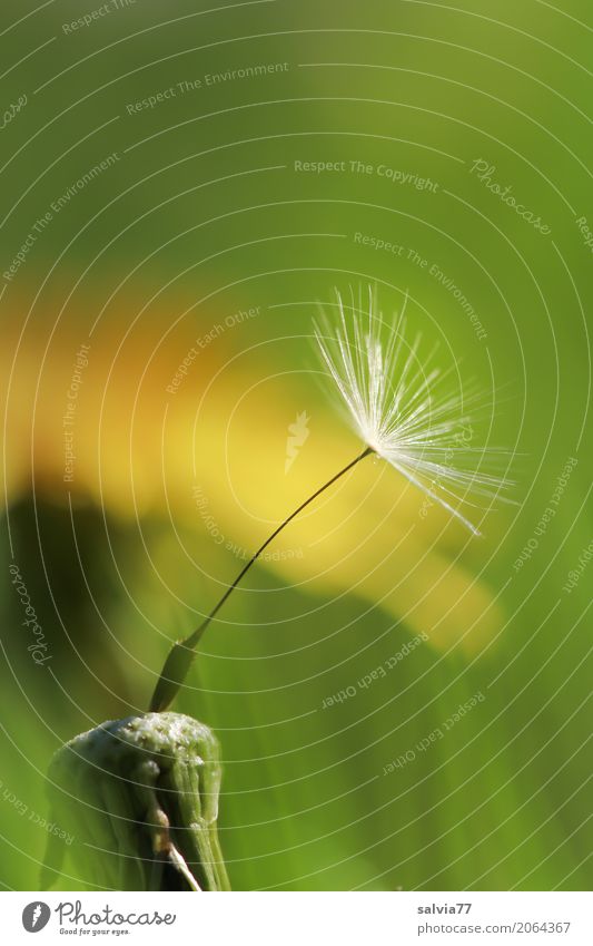 soloist Nature Plant Spring Flower Blossom Wild plant Dandelion Seed Meadow Blossoming Faded Esthetic Above Positive Yellow Green Uniqueness Hope Life Ease