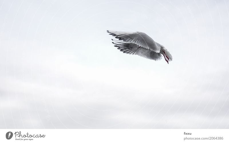 flying seagull Animal Bird Seagull Flying Ease Hide Covered Colour photo Subdued colour Exterior shot Copy Space bottom Copy Space middle Animal portrait