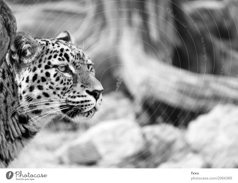 Leopard Nature Animal Cat A Royalty Free Stock Photo From Photocase