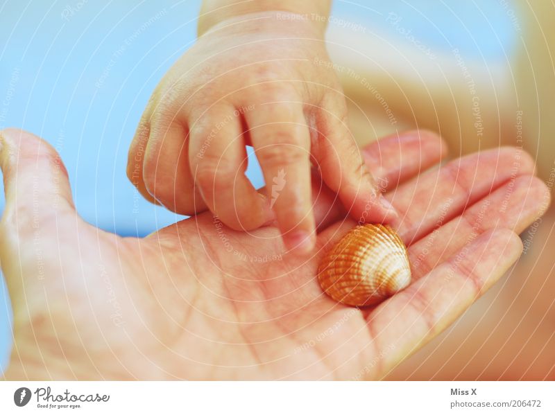 Beach visit with treasure Leisure and hobbies Playing Vacation & Travel Summer vacation Child Toddler Infancy Hand Fingers Small Mussel Grasp Colour photo