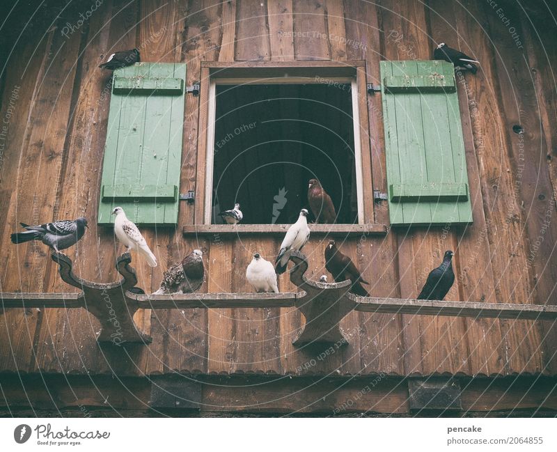 shared flat | under the roof juche Nature Summer House (Residential Structure) Window Animal Bird Group of animals Rutting season Build Observe Flying To enjoy