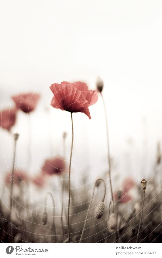 poppies Environment Nature Plant Flower Grass Blossom Wild plant Poppy Poppy blossom Poppy field Esthetic Brown Red Colour photo Subdued colour Multicoloured