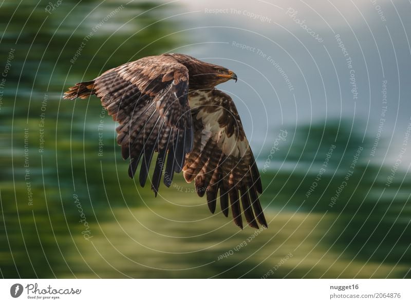Steppe Eagle Environment Nature Animal Sky Spring Summer Autumn Beautiful weather Tree Wild animal Bird Wing steppe eagle 1 Flying Hunting Aggression Esthetic