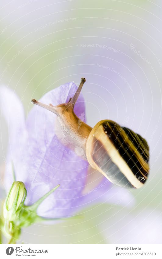 absurdly Environment Nature Animal Wild animal Snail 1 Snail shell Slimy Blossom Bluebell To feed Observe Looking Above Damp ribbon screw Multicoloured