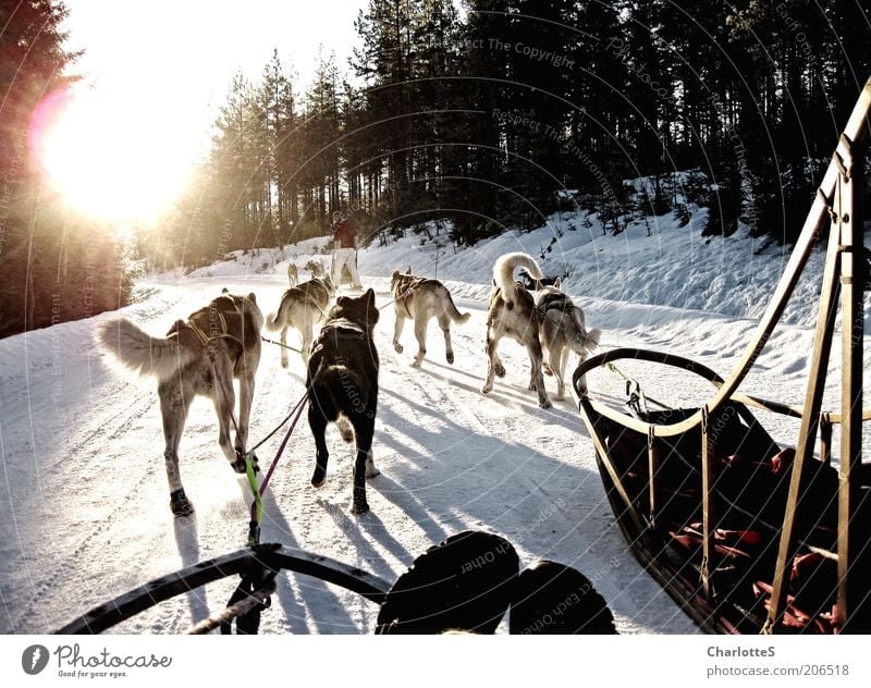 Adventure with sleddogs Sled dog Sled dog race Dog sledge Husky Winter sports Sleigh Ice Frost Snow Norway Lanes & trails Group of animals Pack Driving