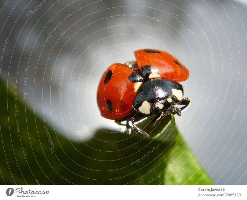 Ladybird on the leaf Animal Wild animal Beetle Animal face Wing 1 Sphere Touch Movement To hold on Crawl Walking Sit Fat Beautiful Small Natural Cute Warmth