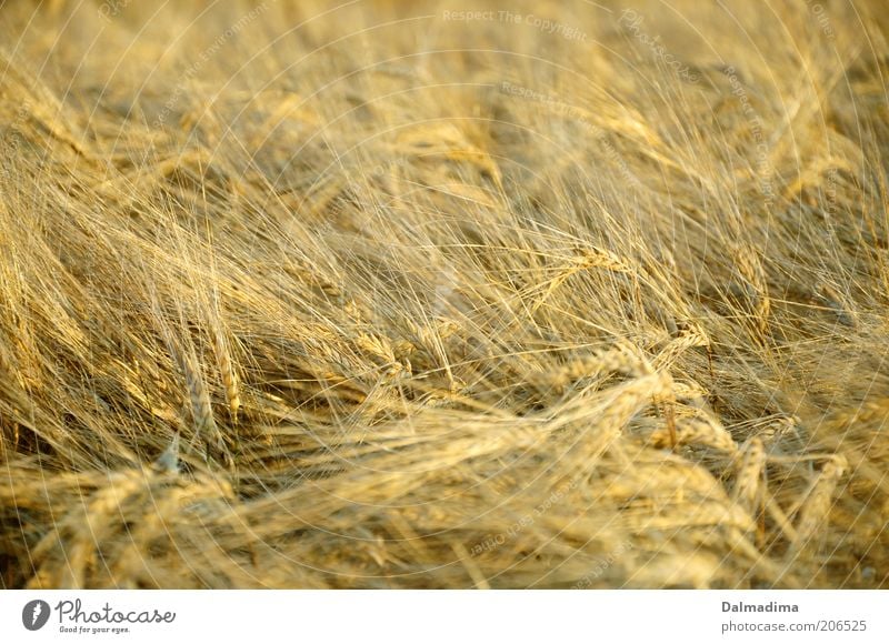 wheat field Nature Summer Plant Agricultural crop Field Esthetic Good Bright Beautiful Natural Yellow Gold Agriculture Colour photo Exterior shot Deserted