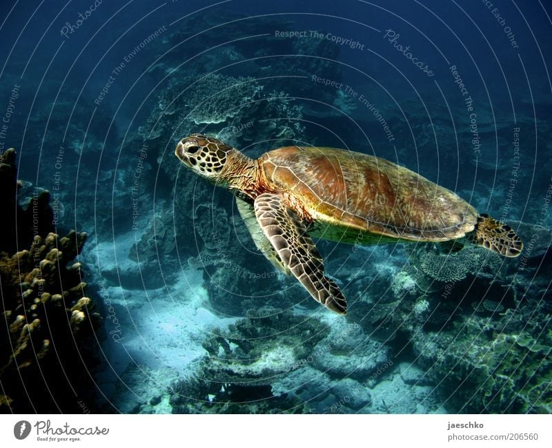 slowness Nature Animal Coral reef Ocean Turtle 1 Esthetic Elegant Exotic Free Large Peaceful Serene Calm Contentment Ease Pure Environmental protection Slowly