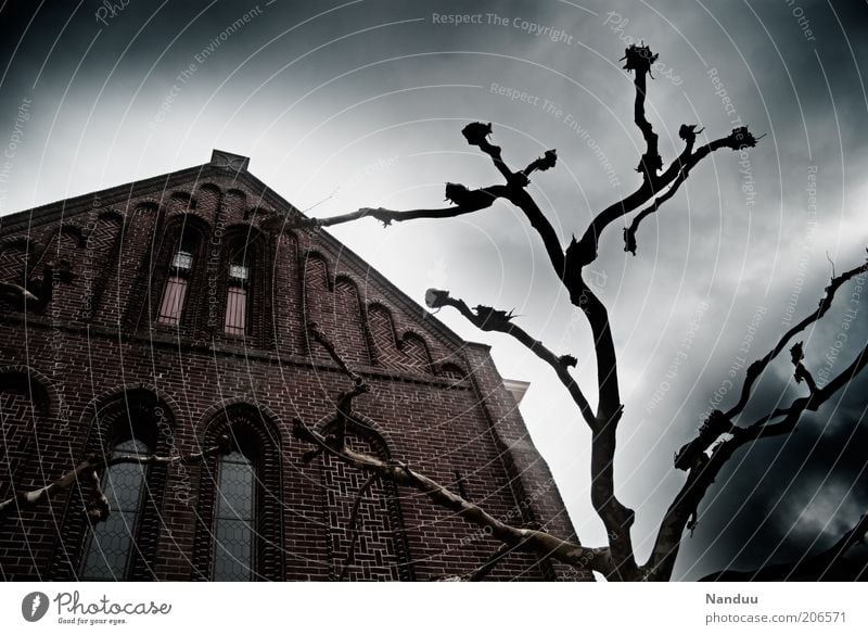 The dark side of power Church Manmade structures Threat Dark Creepy Fear Tree Trimmed Headstrong Upward Skyward Facade Eerie Mysterious Horror film Branch