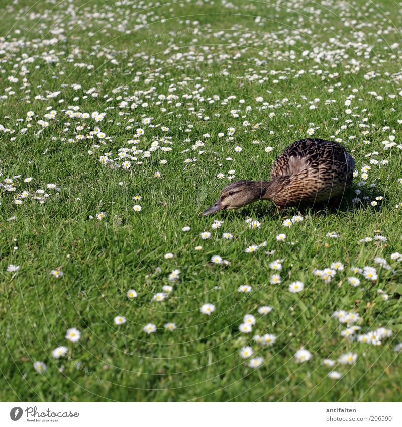 Where's the cool wet? Nature Plant Animal Grass Daisy Garden Meadow Bird Wing Duck Duck birds 1 Brown Green White Flower meadow Beak Feather Lawn Summer