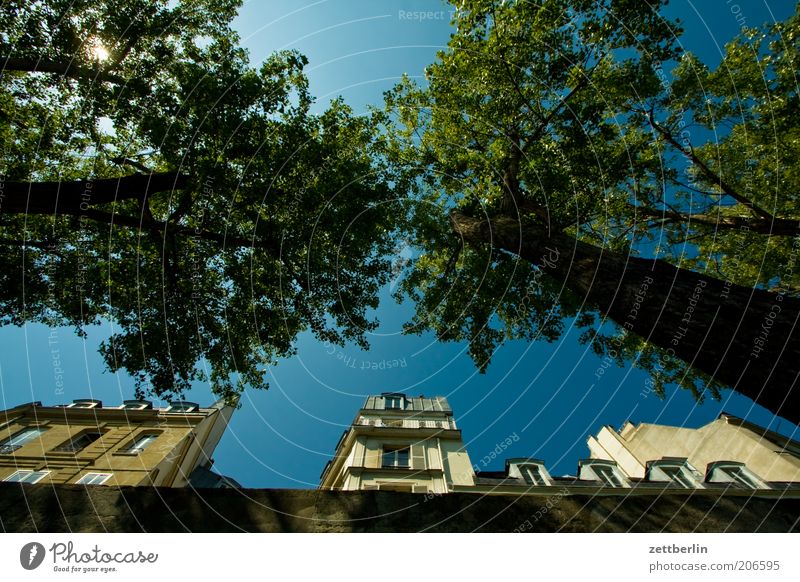 Seine banks Paris France Mole House (Residential Structure) Facade Front side Glazed facade Sky Beautiful weather Cloudless sky Tree Worm's-eye view Tree trunk