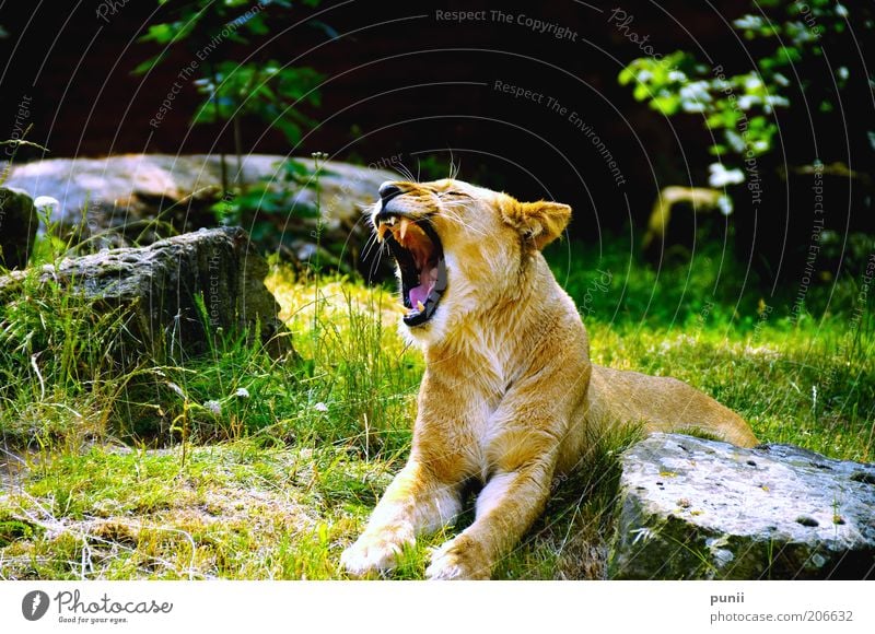 hear me scream! Nature Animal Wild animal Zoo 1 Lie Scream Esthetic Exceptional Threat Exotic Gigantic Large Natural Yellow Gold Green Black Power Colour photo
