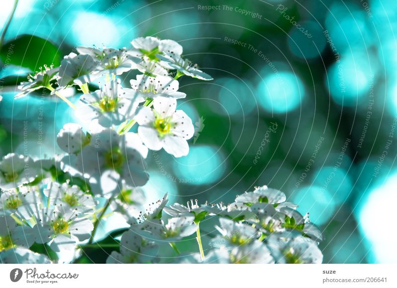 turn signal Fragrance Environment Nature Plant Spring Blossom Blossoming Growth Fresh Bright Natural Blue Moody Spring fever Point of light Colour photo