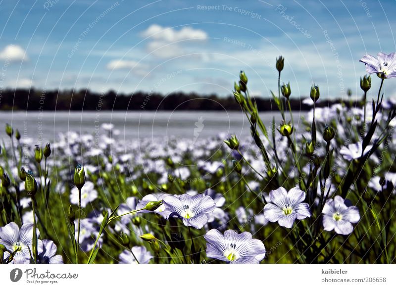Sea of flowers II Summer Environment Nature Landscape Plant Sky Clouds Beautiful weather Flower Blossom Blue Green Violet Meadow Flower meadow Colour photo