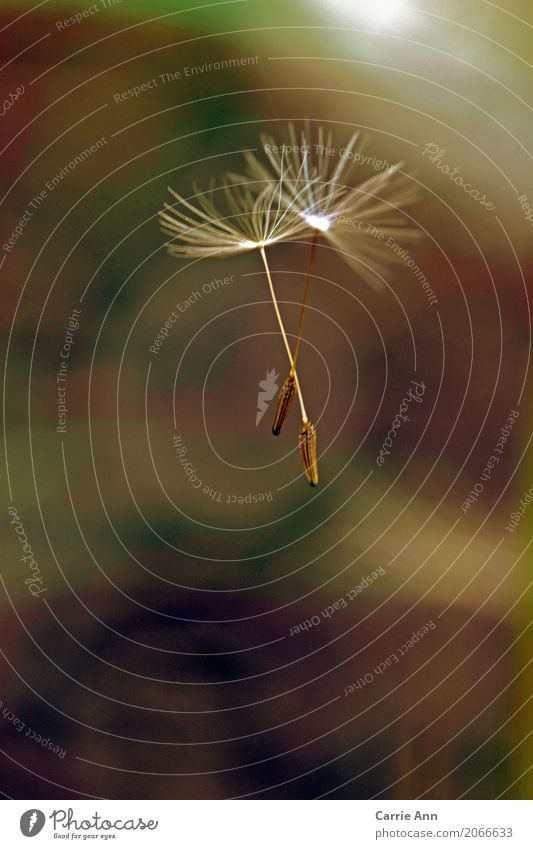 dandelion seeds flying together Nature Plant Air Flower Blossom Dandelion Flying Colour photo Exterior shot Macro (Extreme close-up) Morning Seed White Close-up