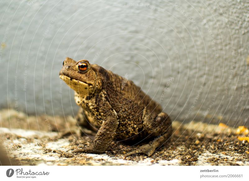 toad Common toad Frog Painted frog Amphibian Newt Reptiles Deserted Copy Space Nature Summer Animal Sit Wait Wall (building) Corner Niche Bad mood