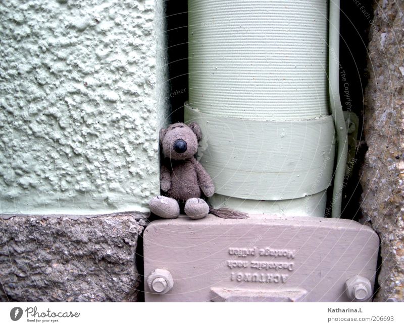 stuffed animal Wall (barrier) Wall (building) Facade Toys Teddy bear Cuddly toy Decoration Collector's item Cute Retro Violet Colour photo Subdued colour
