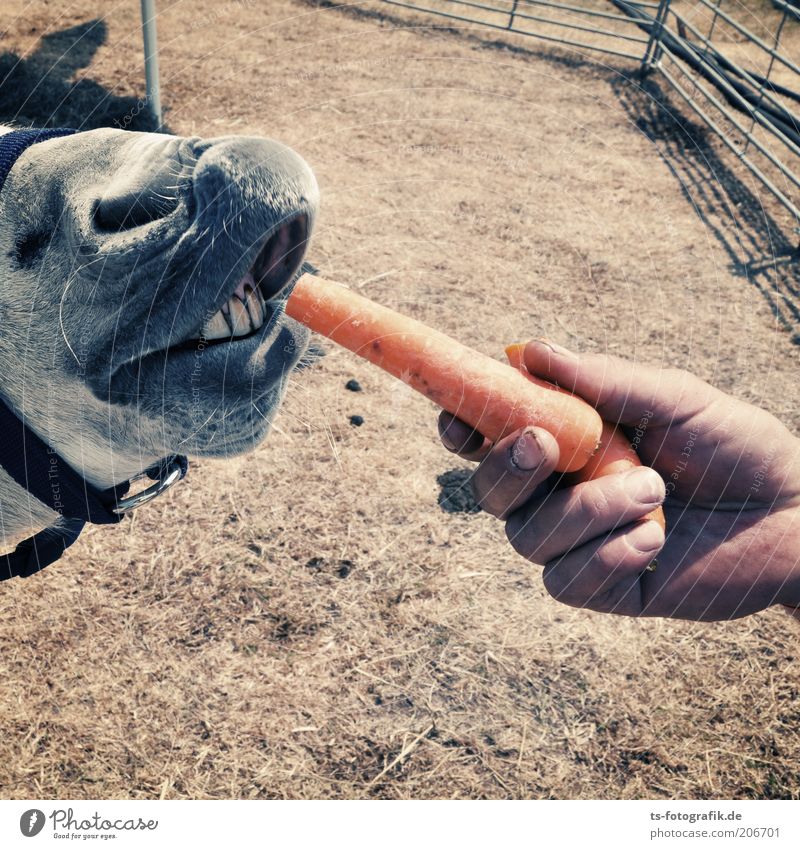 Good for your donkey Vegetable Carrot Root vegetable To feed Feeding Human being Masculine Hand 1 Animal Donkey Set of teeth Muzzle Fence Funny Curiosity Joy