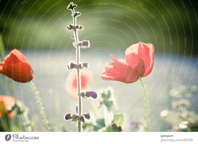 traditions Environment Nature Plant Summer Beautiful weather Blossom Wild plant Poppy Poppy blossom Poppy leaf Meadow flower Blossoming Subdued colour