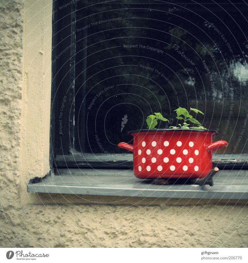 city plant House (Residential Structure) Wall (barrier) Wall (building) Facade Window Growth Smart Crazy Pot Red Point Spotted Reflection Window board Strange