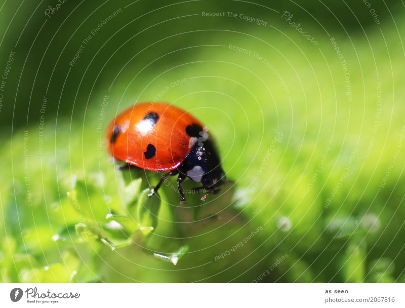 sunbath Harmonious Animal Beetle Ladybird 1 Flying Crawl Simple Small Cute Positive Green Red Emotions Happiness Contentment Spring fever Design Exotic Colour