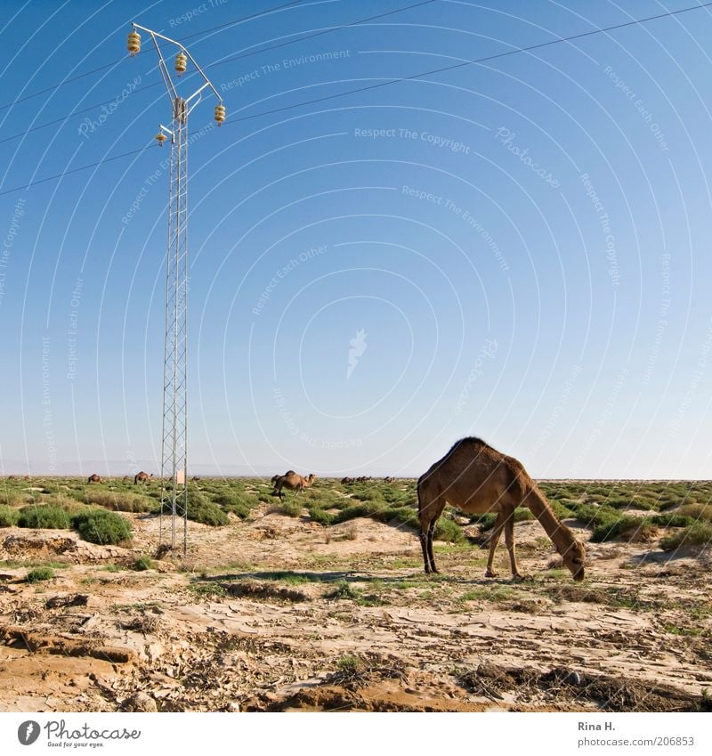 Electricity for all Vacation & Travel Tourism Adventure Far-off places Energy industry Environment Nature Landscape Earth Sand Sky Horizon Grass Bushes Tunisia
