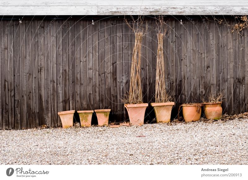 Tondern Plant Foliage plant Pot plant Barn Wall (barrier) Wall (building) Wooden wall Flowerpot Tub Stone Gloomy Dry Brown Transience Tone-on-tone Colour photo