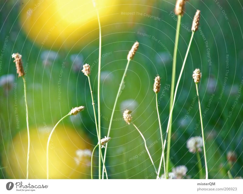 sound of silence. Environment Nature Landscape Plant Esthetic Flower Calm Contentment Relaxation Natural Yellow Blur Green Meadow Untouched Blossoming