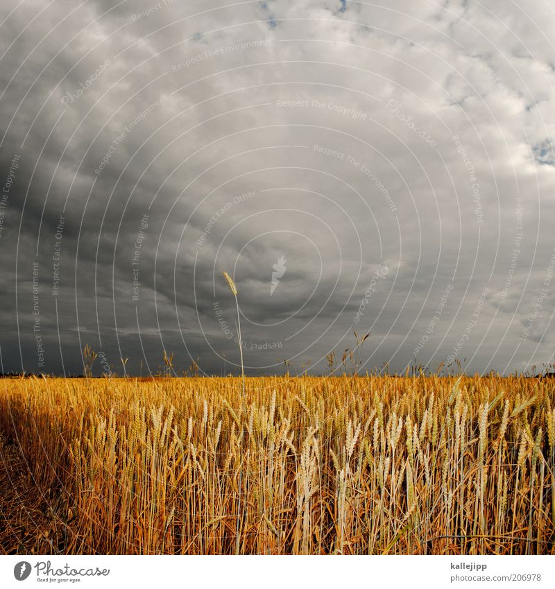 Honour to whom ear is due Environment Nature Landscape Summer Climate Storm Agricultural crop Field Ear of corn Grain field Wheatfield Storm clouds Gold