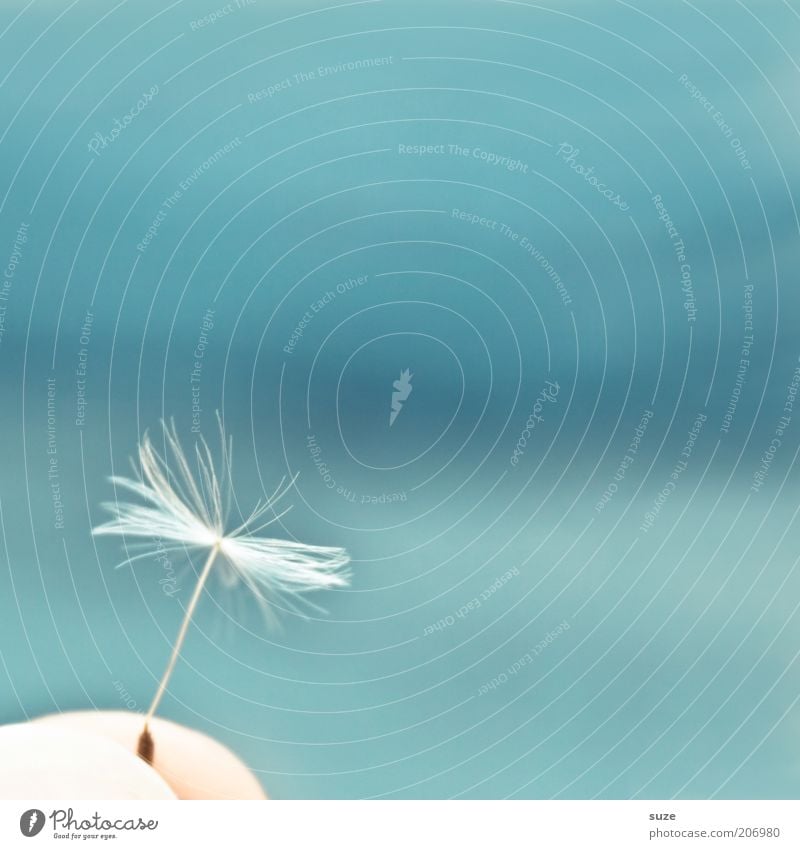aftershow Summer Environment Nature Plant Air Flower Esthetic Authentic Soft Blue White Emotions Moody Dandelion Seed Easy Ease Delicate Graceful Propagation