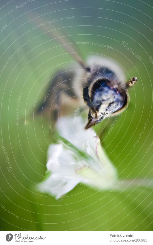 WORLD IN MY EYES Environment Nature Plant Animal Summer Flower Wild animal Bee Animal face Wing 1 Flying Reflection Blossom Clear Near Beautiful Detached Hover