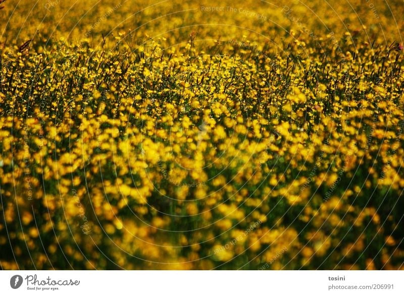 Yellow Sea Environment Nature Landscape Plant Flower Grass Wild plant Meadow Field Green pastures Blossoming Colour photo Exterior shot Deserted