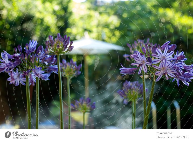 agapanthus or the colour purple Plant Flower Blossom decorative lily Garden Beautiful Green Violet flowery Summery summer garden Lily Stalk Colour photo