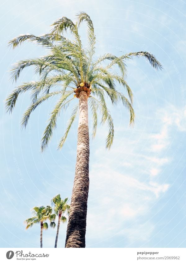 palm Environment Plant Sky Clouds Summer Beautiful weather Tree Leaf Wild plant Palm tree Coast Beach Wood Exotic Attachment Exterior shot Deserted