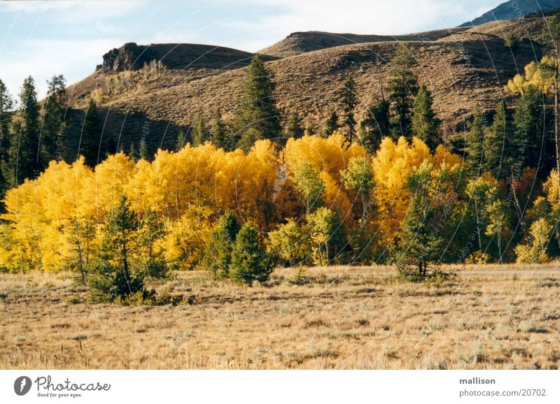 Indian Summer 1 Autumn leaves Dusk Mountain Sawtooth Mountains
