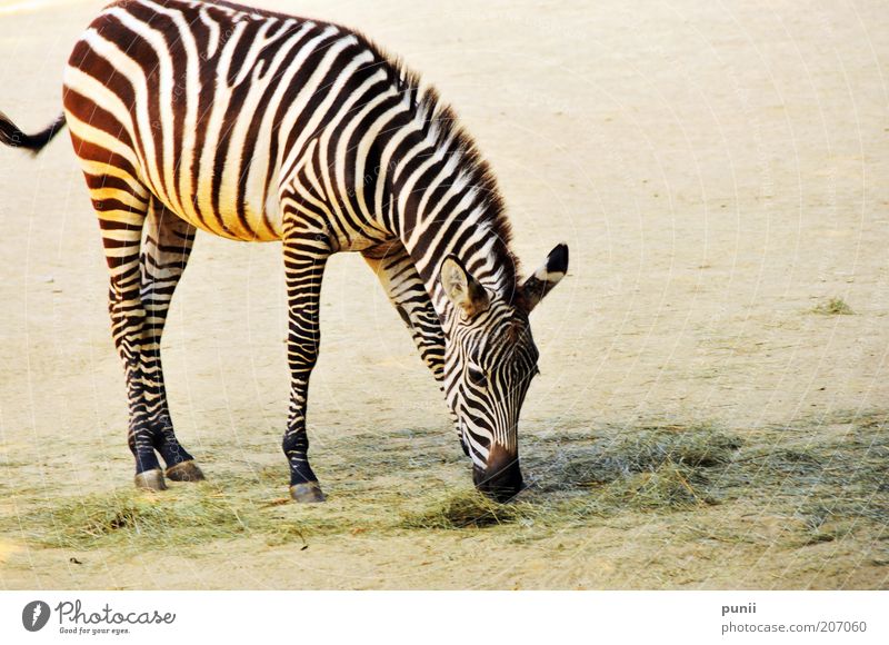 stripes Safari Zoo Nature Animal Sand To feed Elegant Love of animals Colour photo Exterior shot Deserted Copy Space right Neutral Background Day Contrast