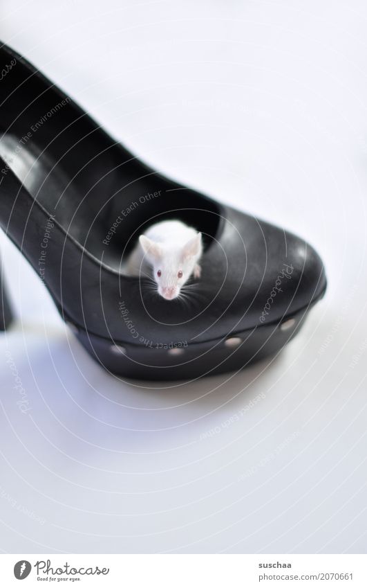 Mouse in shoe color mouse white mouse Pet Rodent Cute Small Living or residing Domicile squat Protection Fear Disgust Footwear High heels Albino Red Eyes