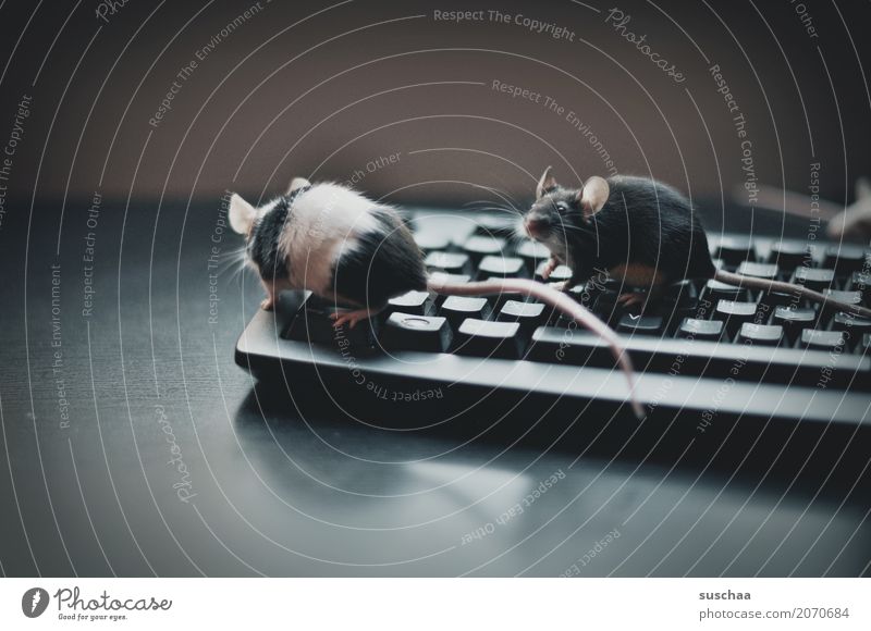 keyboard and mice Keyboard Computer Modern Work and employment Office modern communication Workplace Advancement Old fashioned Write Mouse Animal Pet Rodent