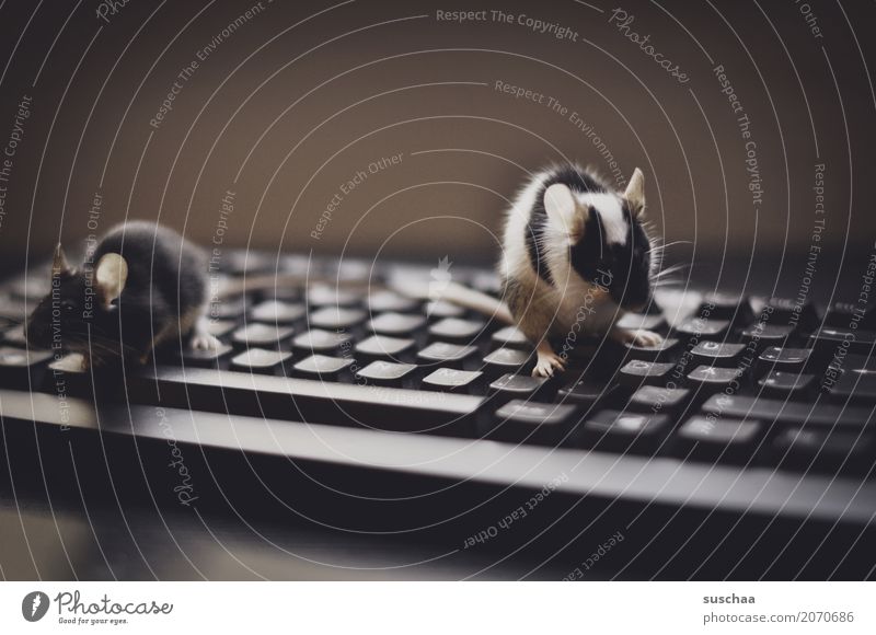 .. the mice dance on the keyboard Keyboard Computer Modern Work and employment Office modern communication Workplace Advancement Old fashioned Write Mouse